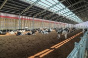 당진 젖소 육성우 전문목장…선진 낙농 앞장